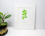 Original Cilantro Painting (Herb Collection) Emilie Taylor Art
