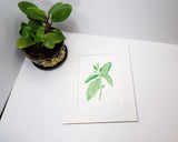 Original Mint Painting (Herb Collection) Emilie Taylor Art