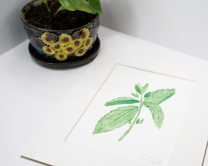 Original Mint Painting (Herb Collection) Emilie Taylor Art