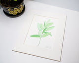 Original Sage Painting (Herb Collection) Emilie Taylor Art