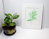 Original Sage Painting (Herb Collection) Emilie Taylor Art