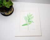 Original Sage Painting (Herb Collection) Emilie Taylor Art
