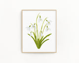 Snowdrop Print| Watercolor Snowdrops Painting, January Birth Flower Emilie Taylor Art