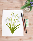 Snowdrop Print| Watercolor Snowdrops Painting, January Birth Flower Emilie Taylor Art