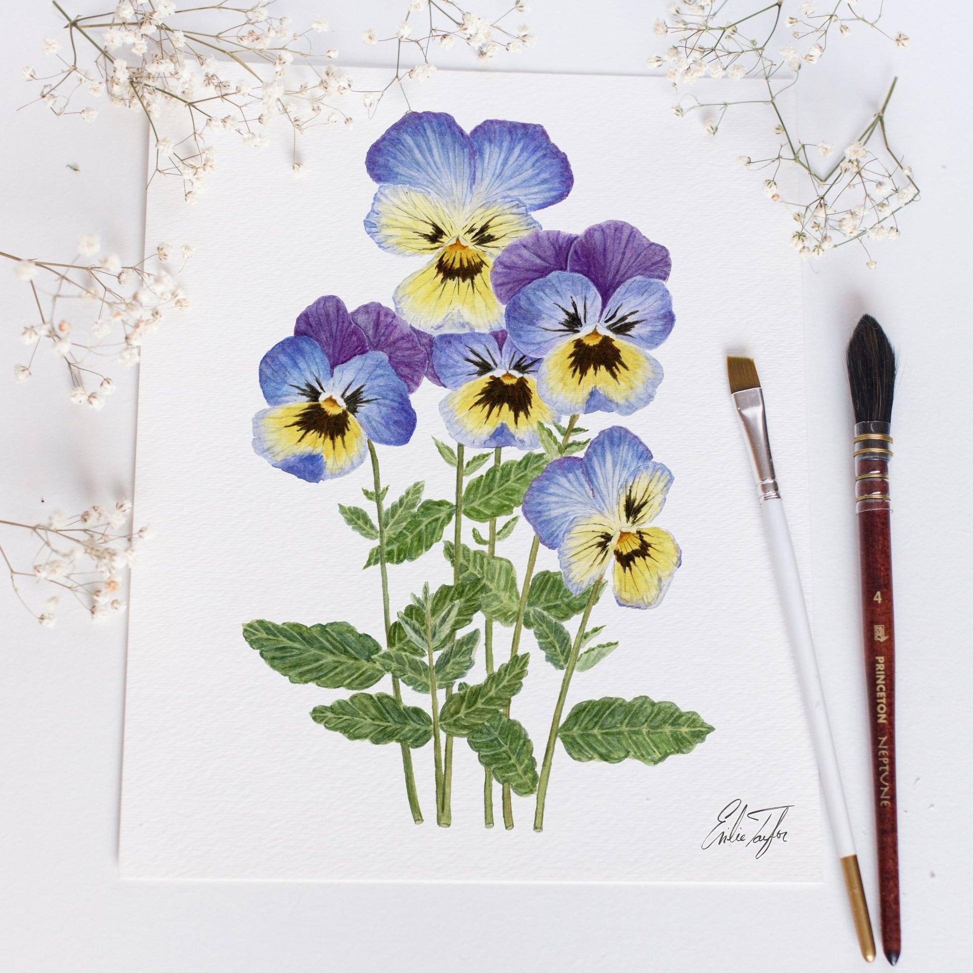 Violet Print| Watercolor Violet Painting, Multicolor Violets| February Birth Flower Emilie Taylor Art