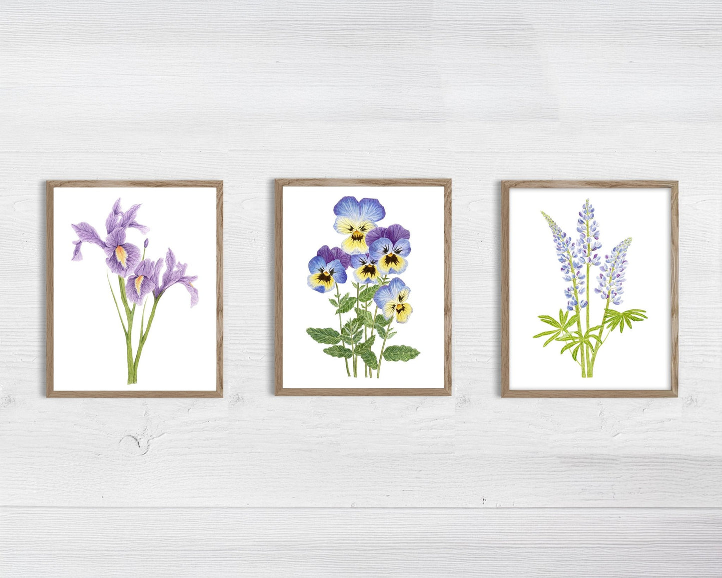 Violet Print| Watercolor Violet Painting, Multicolor Violets| February Birth Flower Emilie Taylor Art