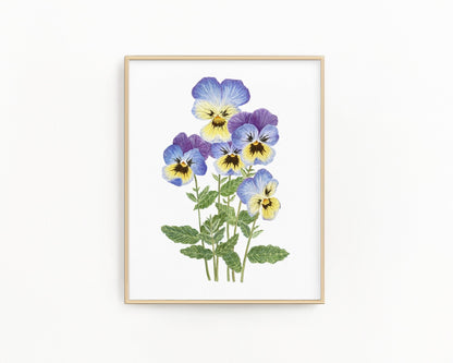 Violet Print| Watercolor Violet Painting, Multicolor Violets| February Birth Flower Emilie Taylor Art