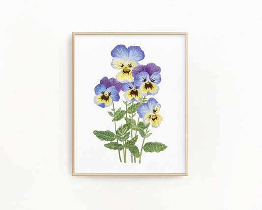 Violet Print| Watercolor Violet Painting, Multicolor Violets| February Birth Flower Emilie Taylor Art