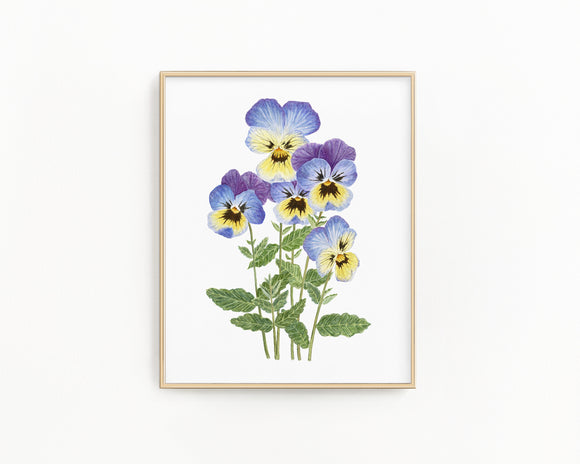 Violet Print| Watercolor Violet Painting, Multicolor Violets|  February Birth Flower