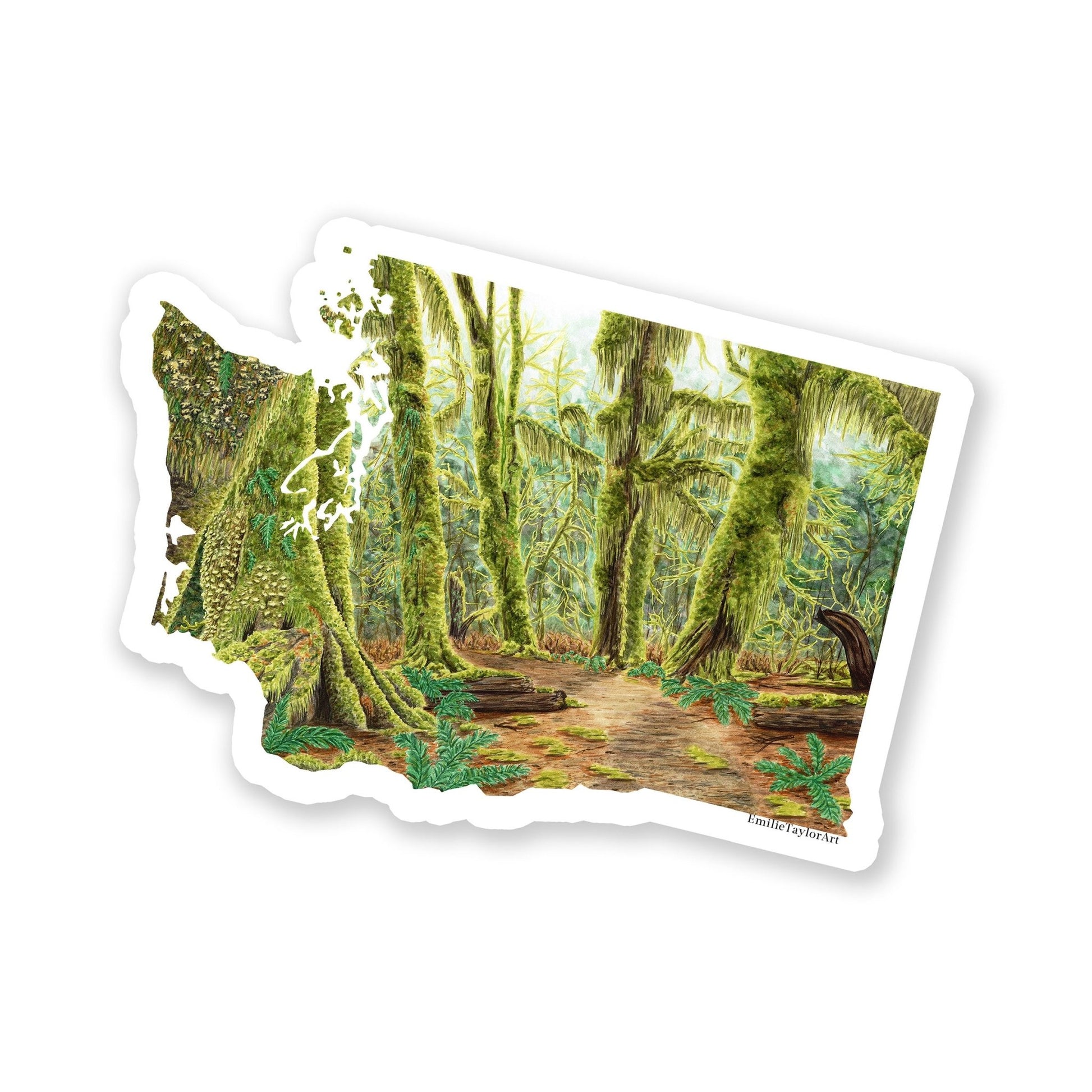 Washington Olympic National Park Decal, Watercolor Washington Sticker, Hoh Rainforest Hall of Mosses Emilie Taylor Art