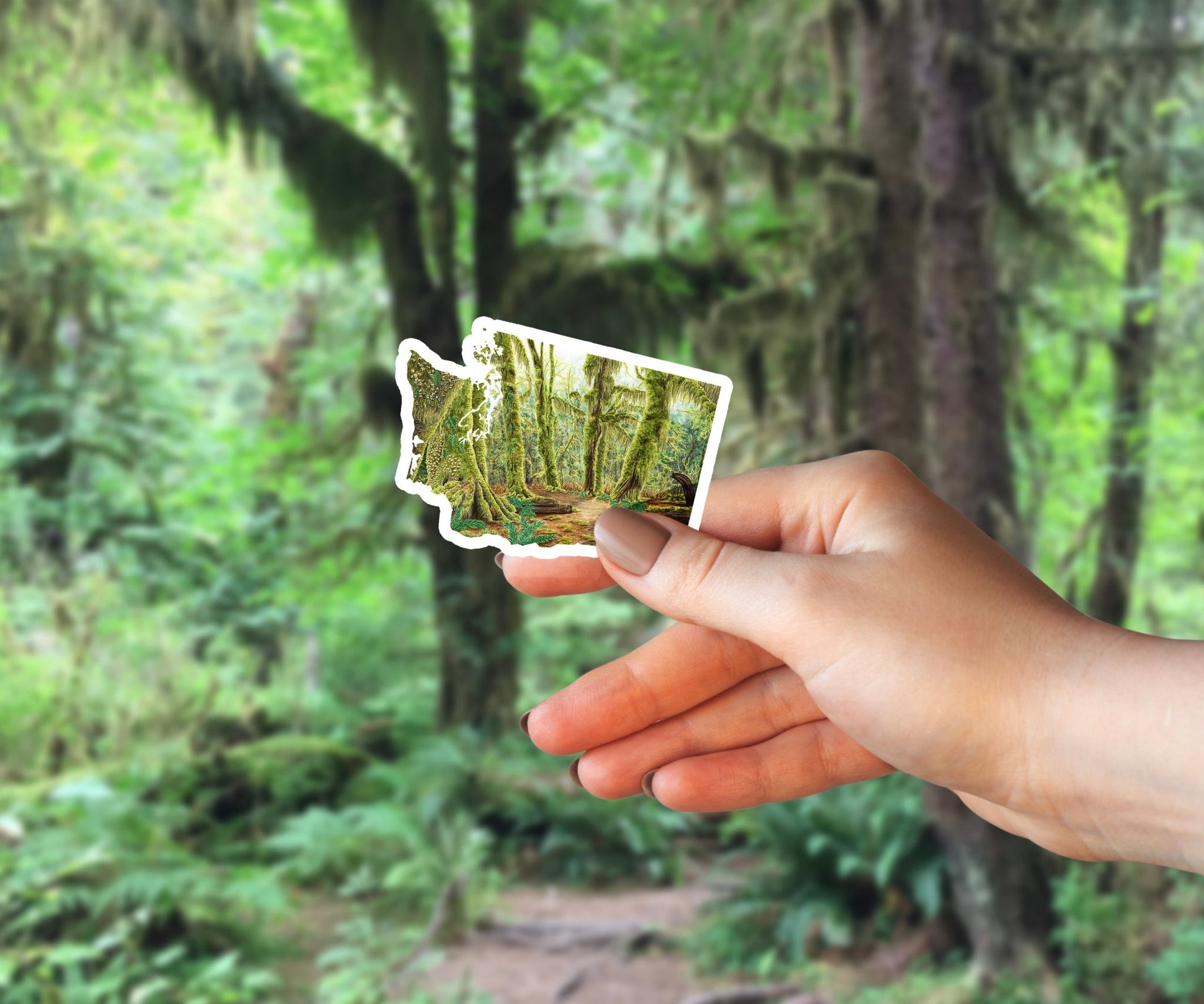 Washington Olympic National Park Decal, Watercolor Washington Sticker, Hoh Rainforest Hall of Mosses Emilie Taylor Art