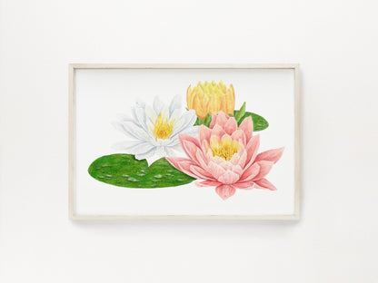 Water Lillies Print, Watercolor Water Lily Painting, Water Lily Art, State Flower, Floral Art, Multi Floral Print Emilie Taylor Art