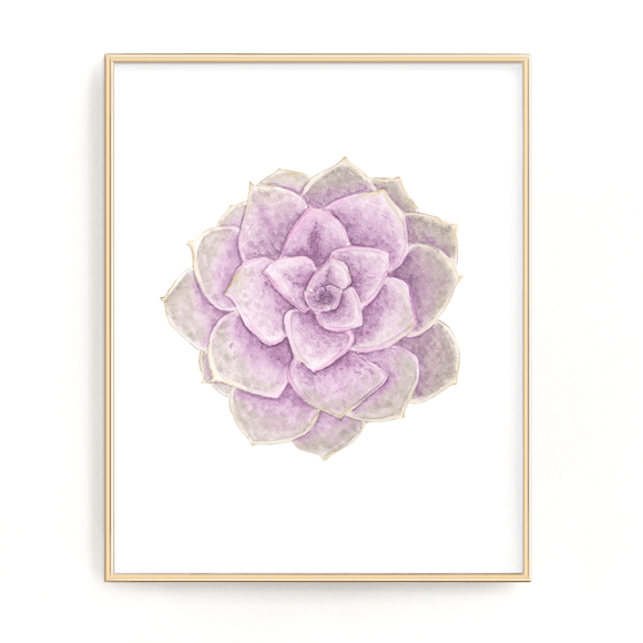 PVN Succulent Print, Watercolor Succulent Art PVN Echeveria, Purple Succulent, Perle Von Nurnberg - Emilie Taylor Art