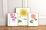 Sunflower Print, Watercolor Sunflower Painting, Sunflower Art, Floral Art, Floral Print