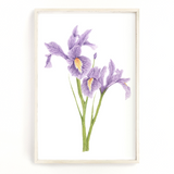 Iris Print, Watercolor Irises Painting, Iris Art, Floral Art, Floral Print, Purple Irises