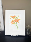 Lilies Original Painting Mated to size 11x14