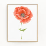 Red Poppy Print, Watercolor Poppy Painting, Red Floral Art