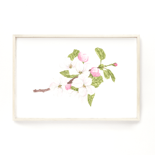 Apple Blossom Print, Watercolor Apple Blossom Painting, Apple Tree, Floral Art Print, Floral Decor Emilie Taylor Art