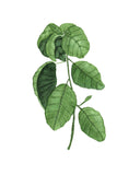 Basil Watercolor Painting, Kitchen Art, Mother's Day Gift, Herb Painting, Botanical Art Emilie Taylor Art