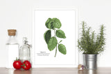 Basil Watercolor Painting, Kitchen Art, Mother's Day Gift, Herb Painting, Botanical Art Emilie Taylor Art