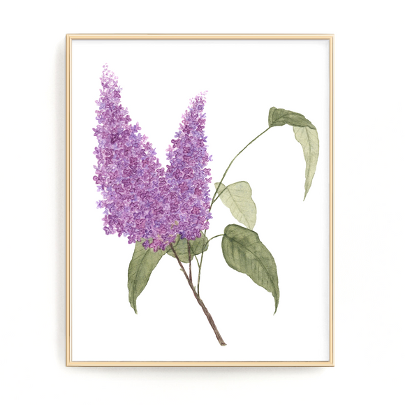 Lilac Print, Watercolor Lilacs Painting, Lilac Art, Floral Art, Floral Print, Purple Florals
