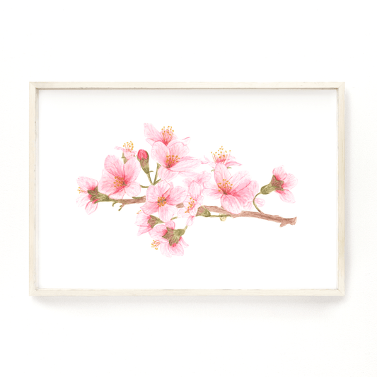 Cherry Blossom Print, Watercolor Cherry Blossom Painting, Cherry Tree Art, Floral art, Pink flowers Emilie Taylor Art