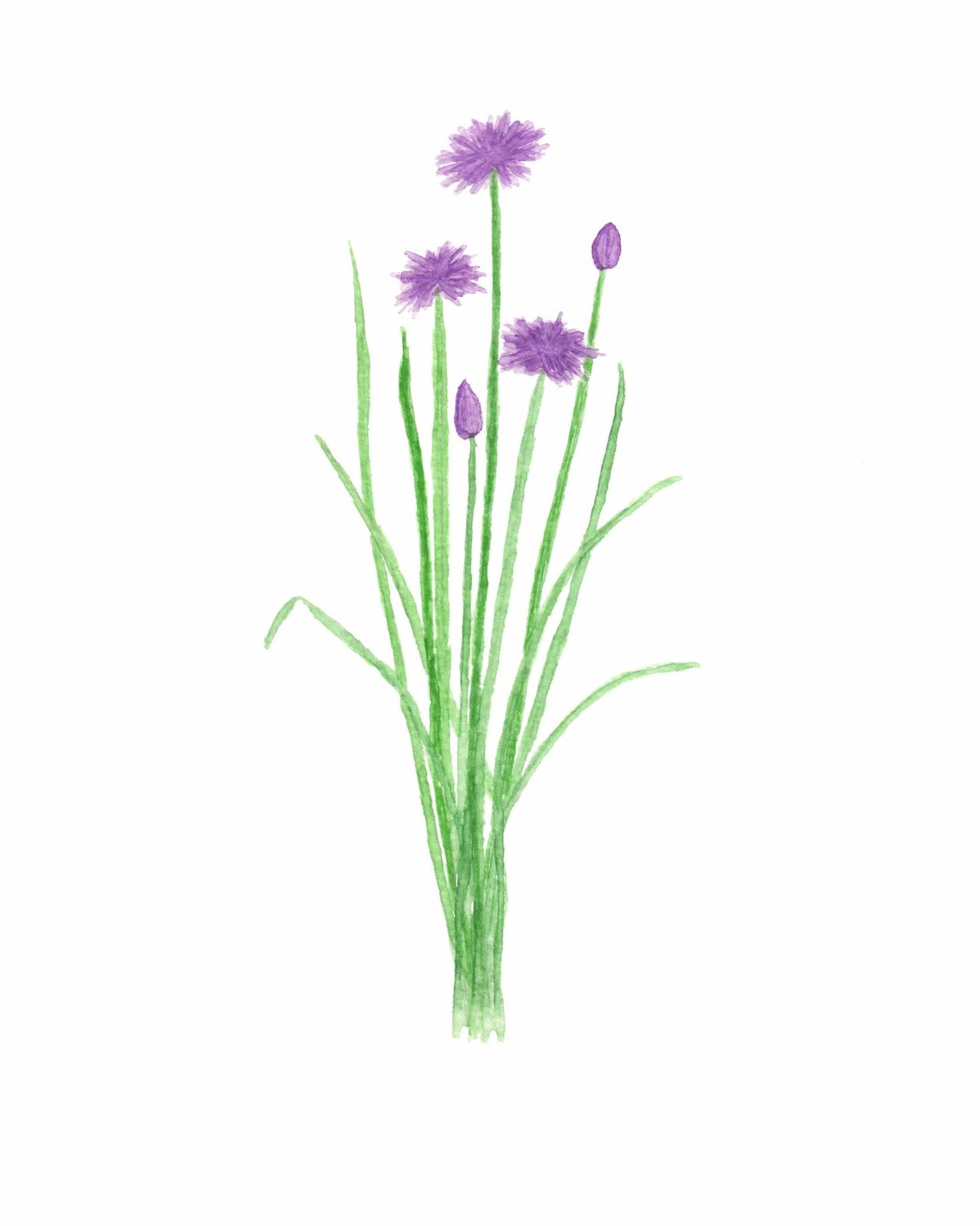 Chives Watercolor Painting, Kitchen Wall Art, Herb Painting, Botanical Art print, Gardener Gift Emilie Taylor Art