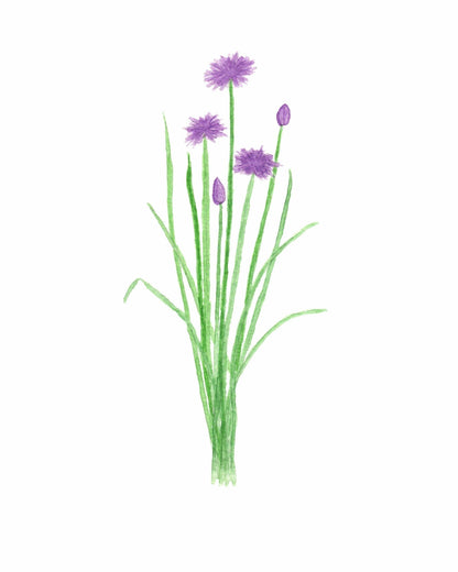 Chives Watercolor Painting, Kitchen Wall Art, Herb Painting, Botanical Art print, Gardener Gift Emilie Taylor Art