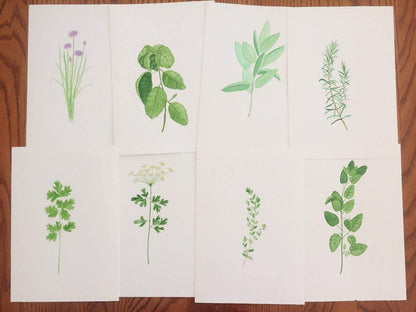Chives Watercolor Painting, Kitchen Wall Art, Herb Painting, Botanical Art print, Gardener Gift Emilie Taylor Art