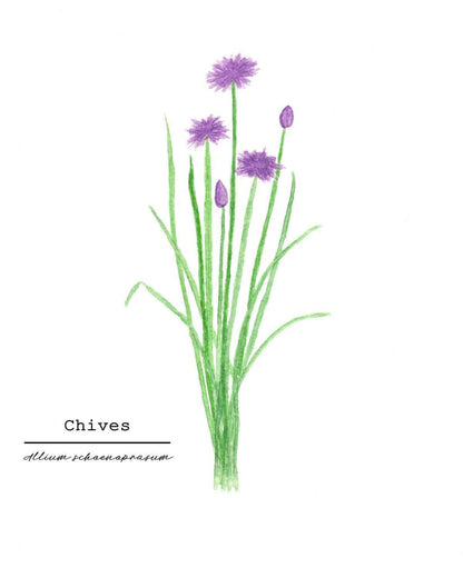 Chives Watercolor Painting, Kitchen Wall Art, Herb Painting, Botanical Art print, Gardener Gift Emilie Taylor Art