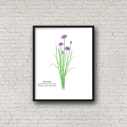 Chives Watercolor Painting, Kitchen Wall Art, Herb Painting, Botanical Art print, Gardener Gift Emilie Taylor Art