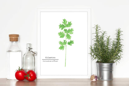Cilantro Watercolor Painting, Kitchen Art, Herb Painting, Food Art, Botanical Art, Gardener Gift Emilie Taylor Art