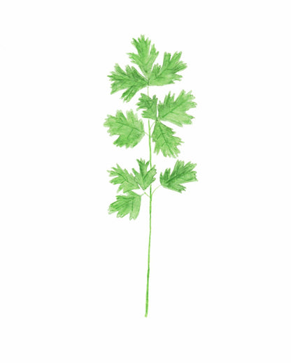 Cilantro Watercolor Painting, Kitchen Art, Herb Painting, Food Art, Botanical Art, Gardener Gift Emilie Taylor Art
