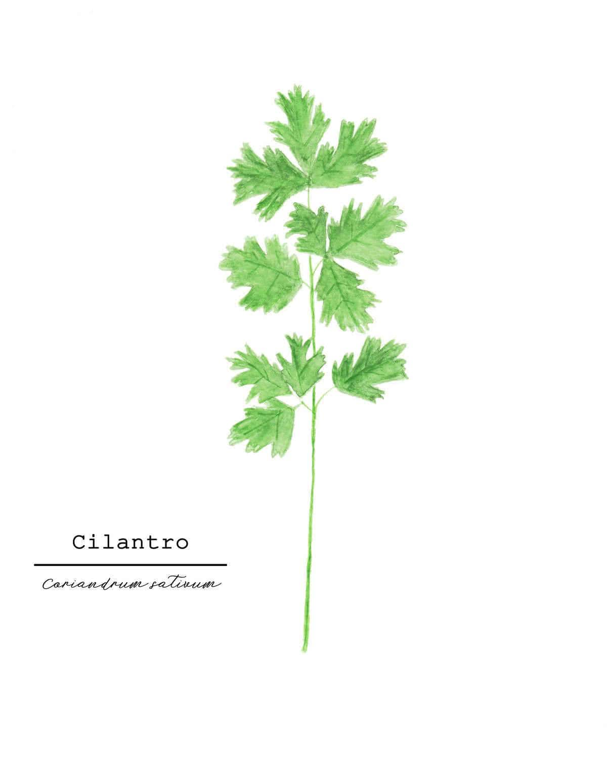 Cilantro Watercolor Painting, Kitchen Art, Herb Painting, Food Art, Botanical Art, Gardener Gift Emilie Taylor Art