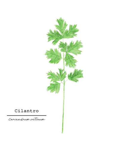 Cilantro Watercolor Painting, Kitchen Art, Herb Painting, Food Art, Botanical Art, Gardener Gift Emilie Taylor Art