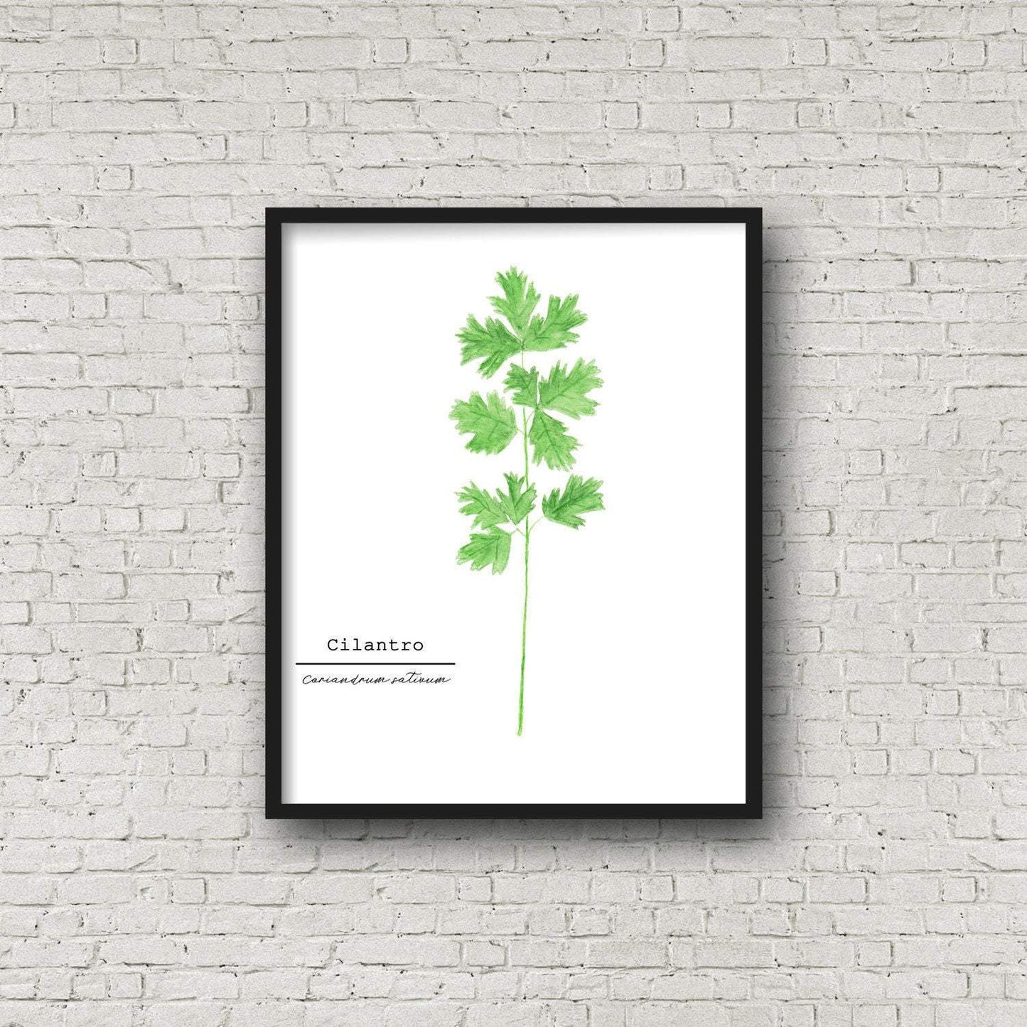 Cilantro Watercolor Painting, Kitchen Art, Herb Painting, Food Art, Botanical Art, Gardener Gift Emilie Taylor Art