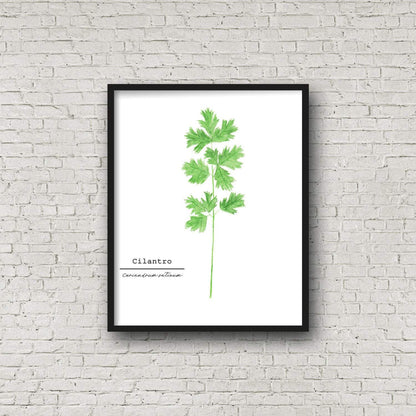 Cilantro Watercolor Painting, Kitchen Art, Herb Painting, Food Art, Botanical Art, Gardener Gift Emilie Taylor Art