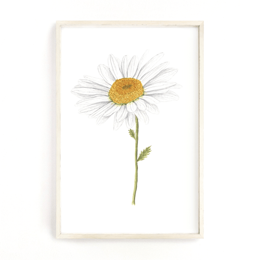 Daisy Print, Watercolor Daisy Painting, Daisy Art, Floral Art, Floral Print, Daisy Flower Art Emilie Taylor Art