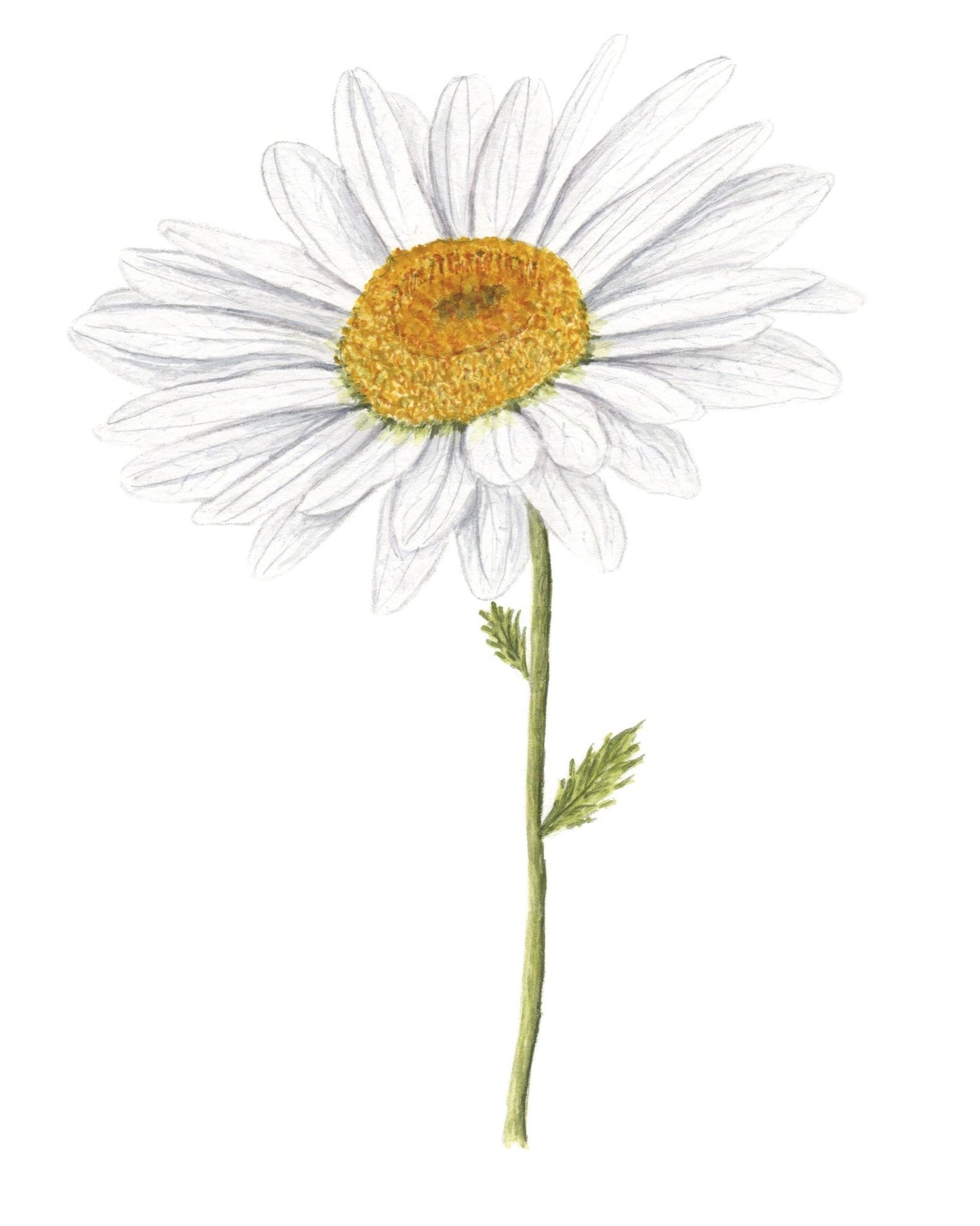 Daisy Print, Watercolor Daisy Painting, Daisy Art, Floral Art, Floral Print, Daisy Flower Art Emilie Taylor Art