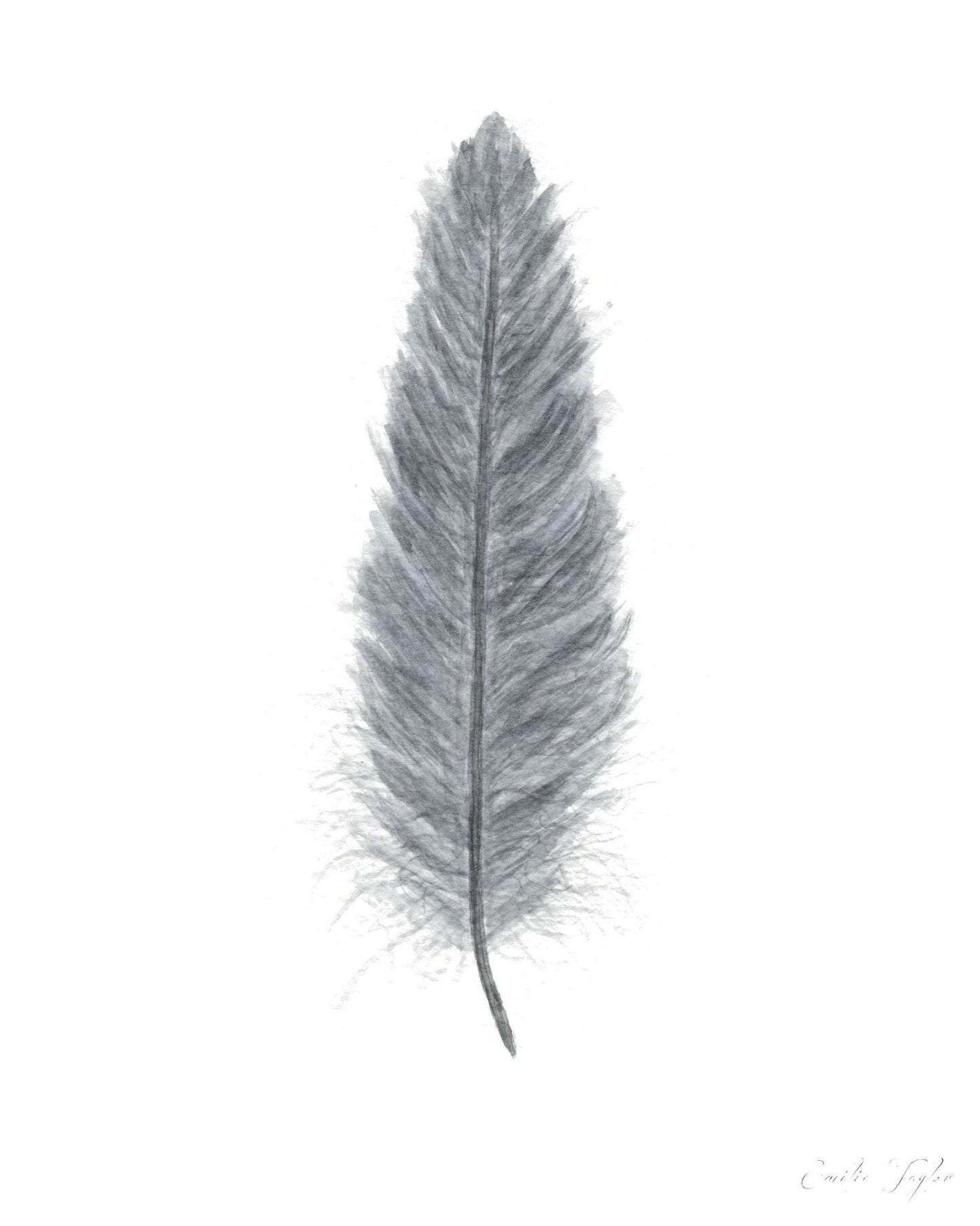 Dark Gray Watercolor Feather, Feather Print, Gray Feather decor Emilie Taylor Art