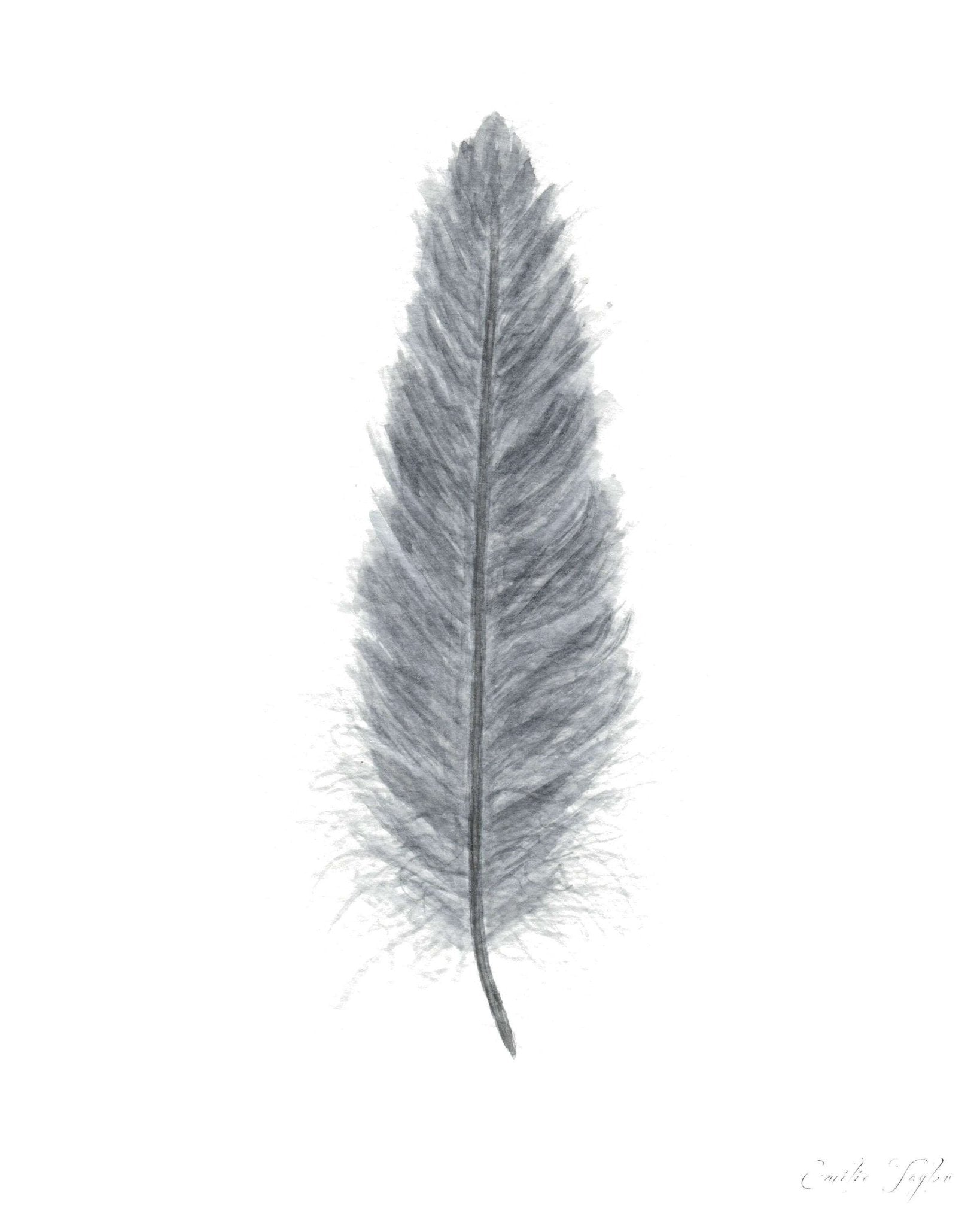 Dark Gray Watercolor Feather, Feather Print, Gray Feather decor Emilie Taylor Art