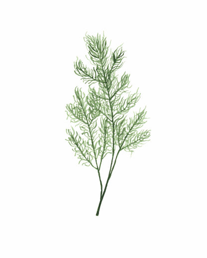 Dill Watercolor Painting, Kitchen Wall Art, Herb Painting, Botanical Art, Gardener Present Emilie Taylor Art