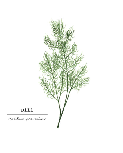 Dill Watercolor Painting, Kitchen Wall Art, Herb Painting, Botanical Art, Gardener Present Emilie Taylor Art