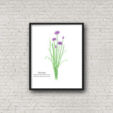 Chives Watercolor Painting, Kitchen Wall Art, Herb Painting, Botanical Art print, Gardener Gift - Emilie Taylor Art