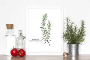 Rosemary Watercolor Painting, Kitchen Wall Art, Mother's Day Present , Herb Painting, Botanical Art - Emilie Taylor Art