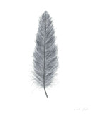Dark Gray Watercolor Feather, Feather Print, Gray Feather decor - Emilie Taylor Art