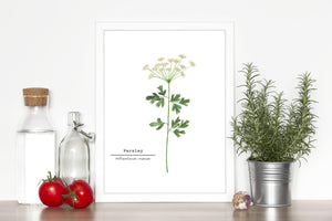 Parsley Watercolor Painting, Kitchen Art,  Herb Painting, Botanical Art, Gardener Present - Emilie Taylor Art
