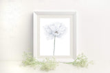 White Poppy Print, Watercolor Poppy Painting, Poppy Art, Floral Print, Flower Art, White flower art - Emilie Taylor Art
