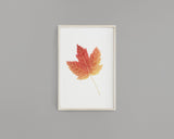 Watercolor Maple leaf Painting, Leaf Art, Fall Decor, Leaf Print,  Fall Gift, Maple Leaf - Emilie Taylor Art