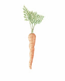 Watercolor Carrot Painting, Carrot art, DiningRoom Decor, Vegetable Print, Veggie Art, Gardener Gift - Emilie Taylor Art